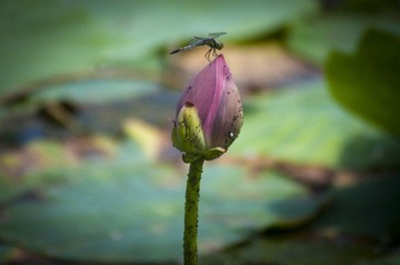 _HZW0782