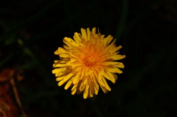 1000029631