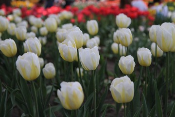 IMG_1079.JPG