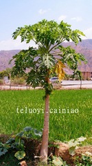 DSC03027_副本.jpg
