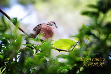 DSC01247_副本.jpg