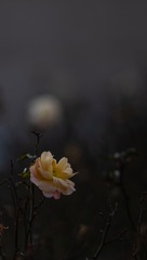 5358B9F5-D497-47CB-886C-1237C4701AAE/L0/001