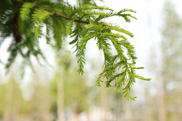 DPP_0022.JPG