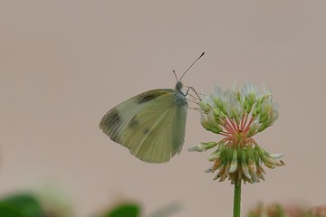 734507