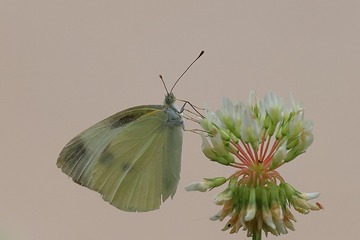 734506