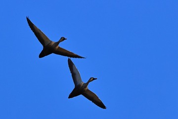 728513
