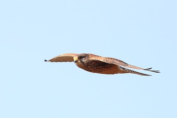 706581