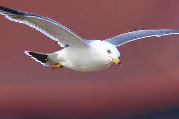 763166