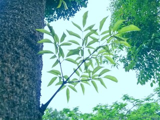 10856561