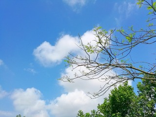 10856435