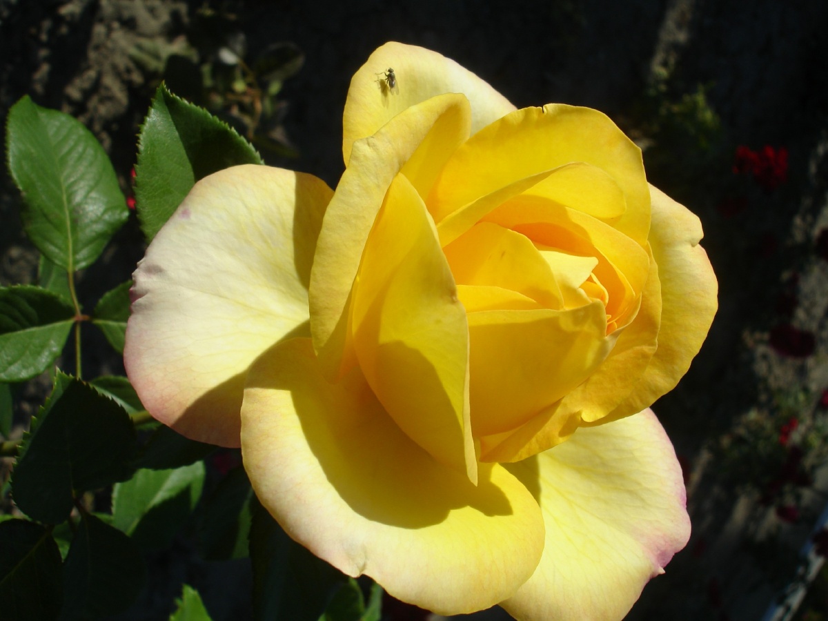 黄玫瑰花 - 赵旭190 - 图虫网 - 优质摄影师交流社区