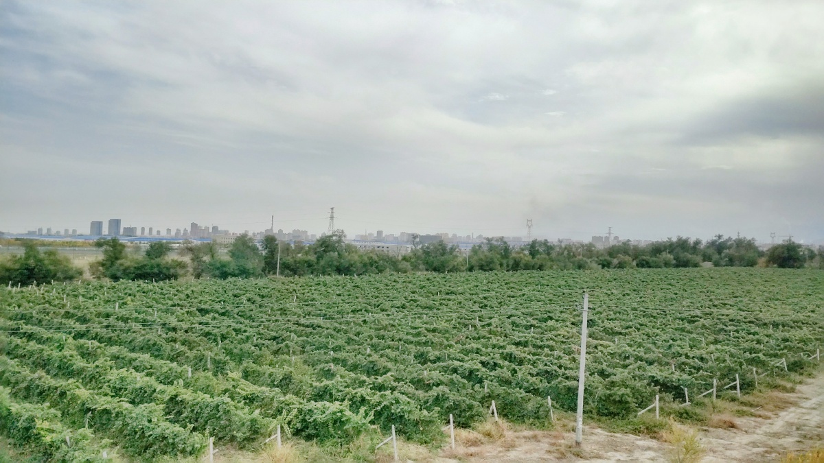 贵阳苗木基地出租