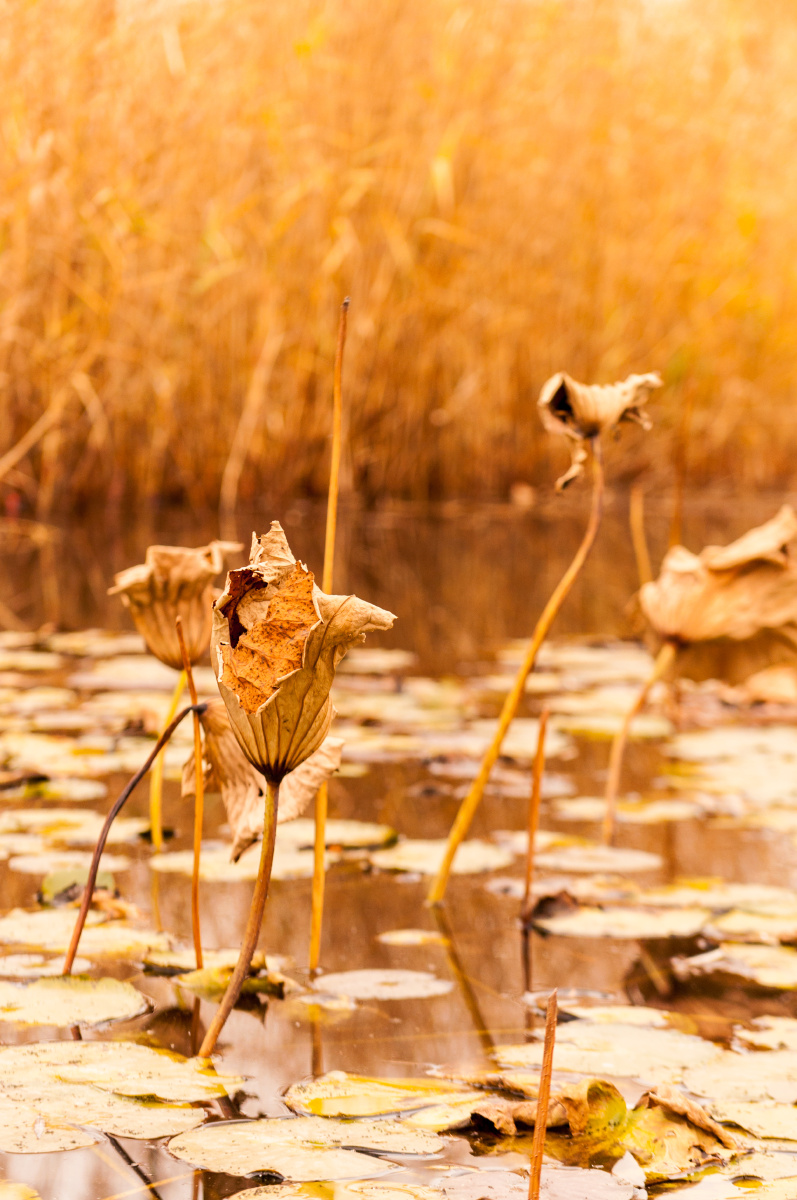 干枯的荷花