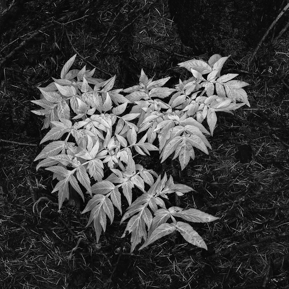 针针扎 - 生态, 植物, 黑白, 佳能 - 紫光锐影 - 图虫
