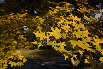 SDIM0029.jpg