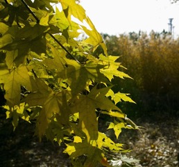 SDIM0031.jpg