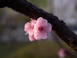 90776