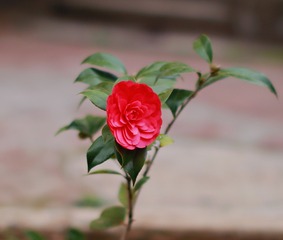 45BA561D-1511-4E00-AD7D-8597D07C4F37/L0/001