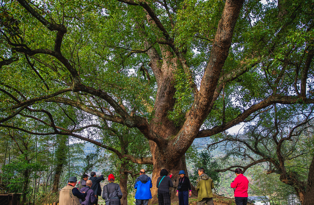 《香樟树》 - 六安-白桦林