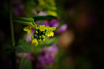 _IGP7898.JPG