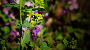 _IGP7899.JPG