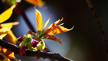 _IGP7905.JPG
