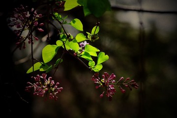 _IGP7918.JPG