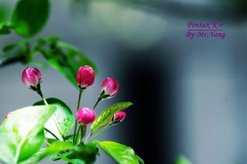 _IGP8101.JPG