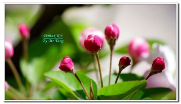 _IGP8106.JPG