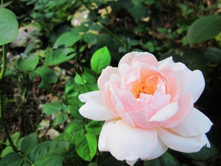 照片 272.jpg