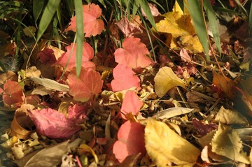 DSC_8153.JPG