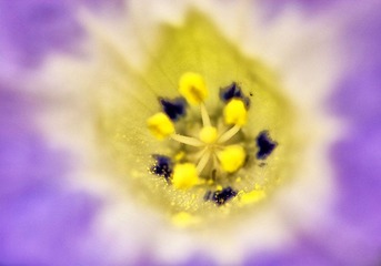 花蕊.jpg