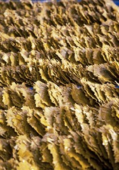 DSC_2964_