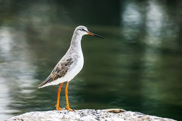20660