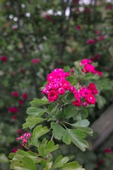 SDIM0494.jpg