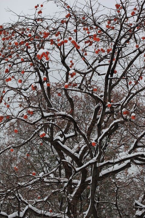 济南灵岩寺外的柿树<br />
去年去济南  大雪  游灵岩寺  极冷  人不如柿子经冻