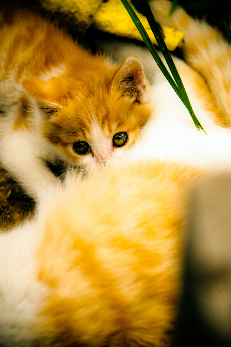 萌猫仔儿躲在母猫的怀中,琥珀色的瞳孔发出对未知世界的渴望 br />