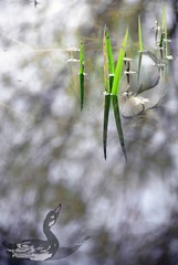 鸭看鲶鱼.jpg