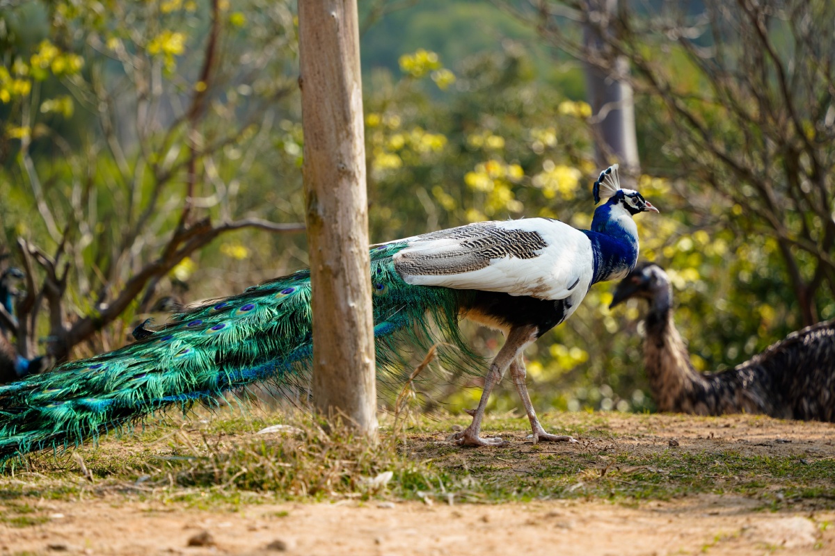 厦门翔安中非世野野生动物园 - 乌鸦_ - 图虫