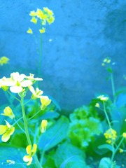 27032