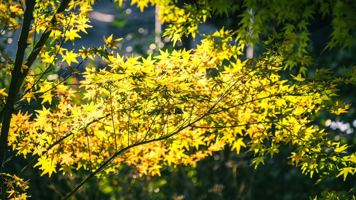 满树金叶不可摇