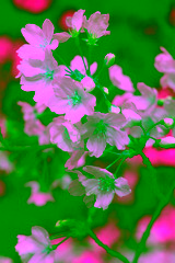 _MG_4637
