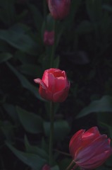 D3B553C3-235E-42AA-B887-2D2A7B4723F1/L0/001
