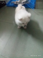 270519