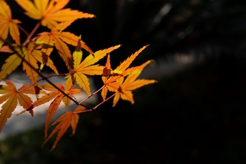 6F0DC6C7-C66E-45AB-B06D-BBBE3404A84C/L0/001