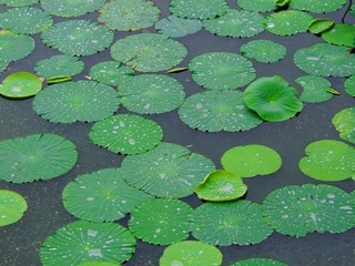DSCF0945xb