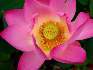 DSCF0930xb
