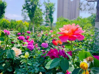 3DD64D98-0015-4D03-9577-9676FD96B004/L0/001