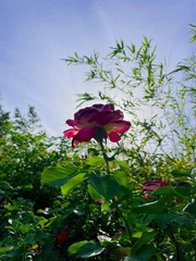 365ACBF0-0BC9-4914-8590-0C79CA814E00/L0/001