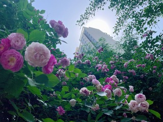 E73ABE4A-E50D-42C2-AD82-B5C482F014F6/L0/001